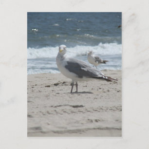 Carte Postale Gull marin d'été
