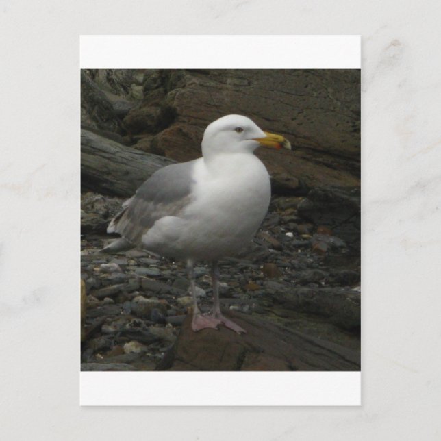 Carte Postale Gull on the rocks (Devant)