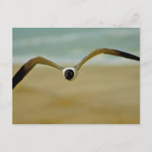 Carte Postale Gull vient vers moi