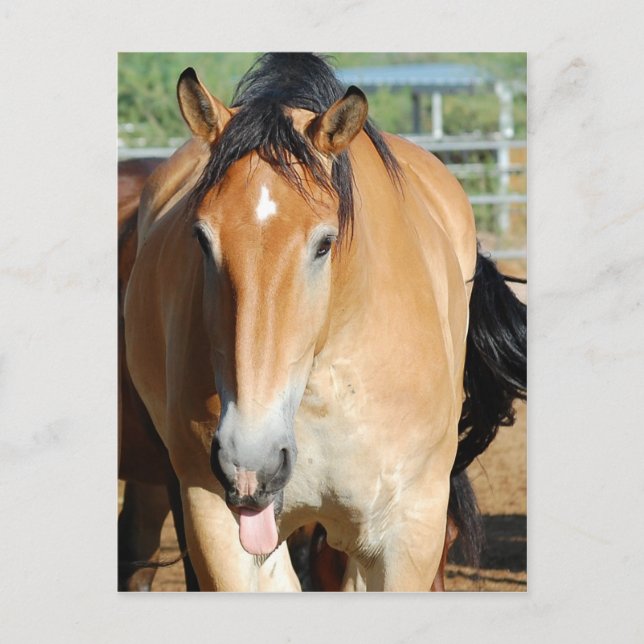 Carte postale Gulliver Tongue Out (Devant)