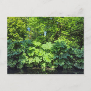 Carte Postale Gunnera Tinctoria. Bute Park, Cardiff, Wales.