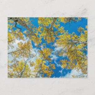 Carte Postale Gunnison National Forest Colorado