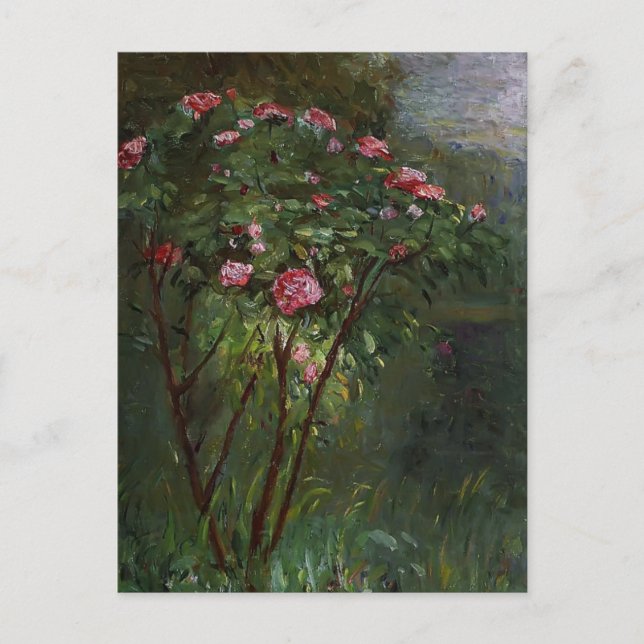 Carte Postale Gustave Caillebotte - Rose Bush en fleurs (Devant)