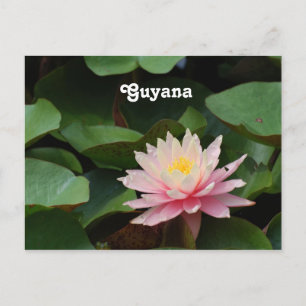Carte Postale Guyana Water Lily