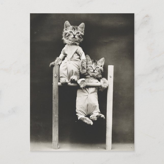 Carte Postale Gymnaste Kittens (Devant)