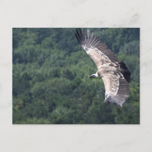 Carte Postale Gyps fulvus vol