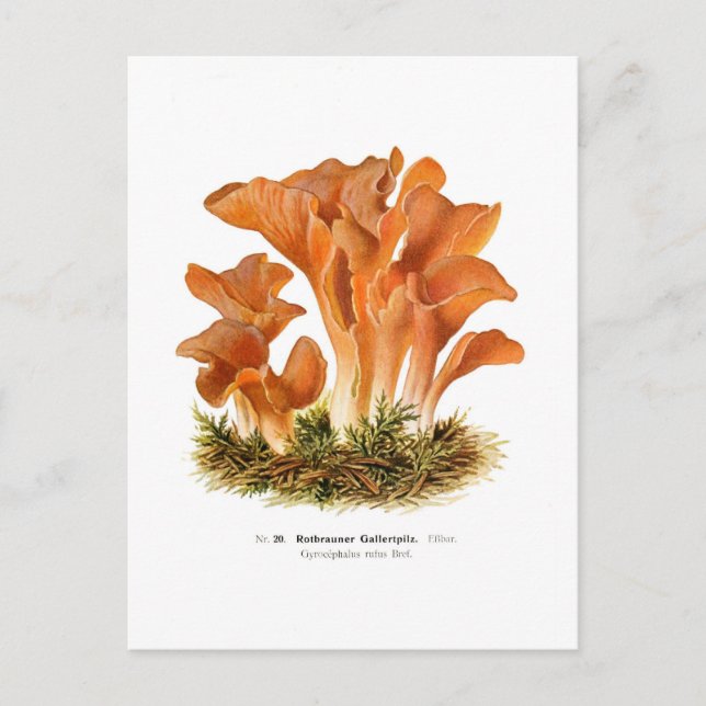 Carte Postale Gyrocephalus rufus (Devant)
