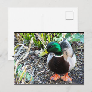 Carte Postale Habillez pour Impressionner