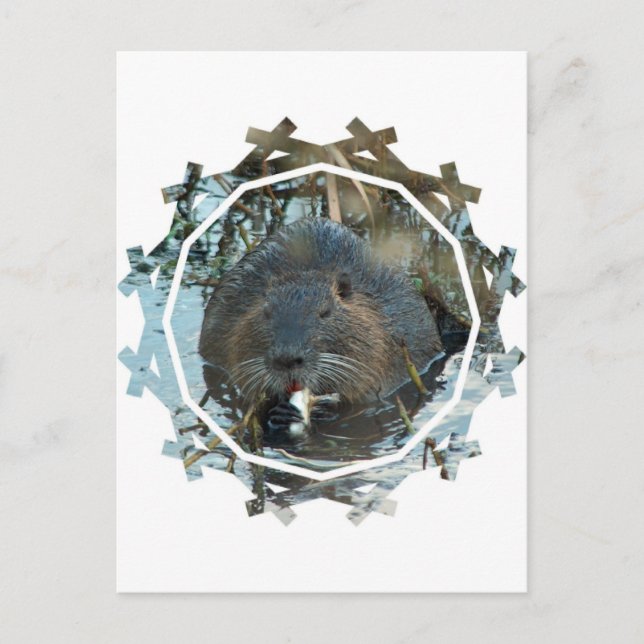 Carte postale Habitat Beavers (Devant)