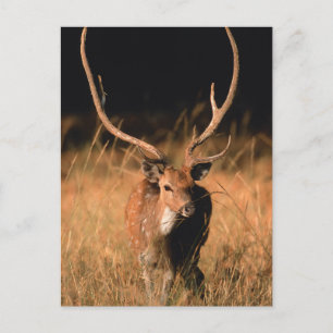 Carte Postale Habitat naturel du chital Parc national de Bandh