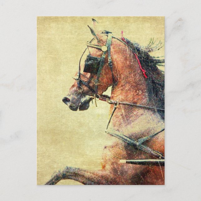 Carte Postale Hackney Pony (Devant)