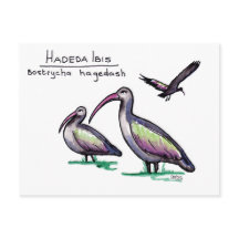 Carte postale Hadeda Ibis