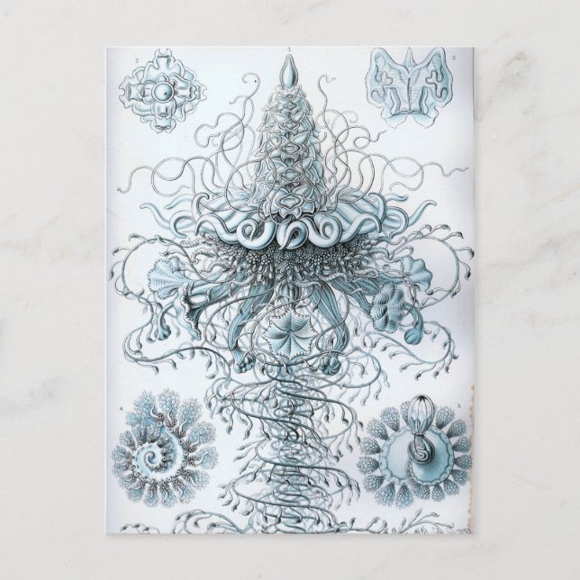 Carte Postale Haeckel (Devant)