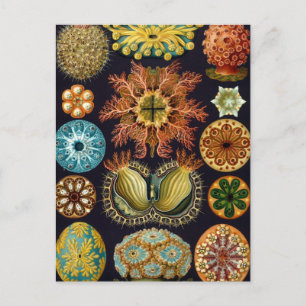 Carte Postale Haeckel