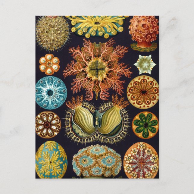 Carte Postale Haeckel (Devant)