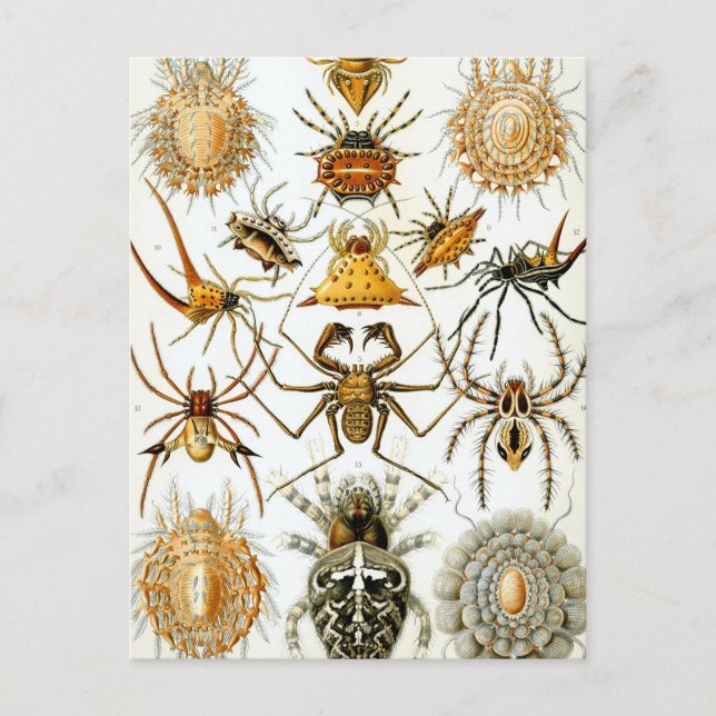 Carte Postale Haeckel Arachnida (Devant)