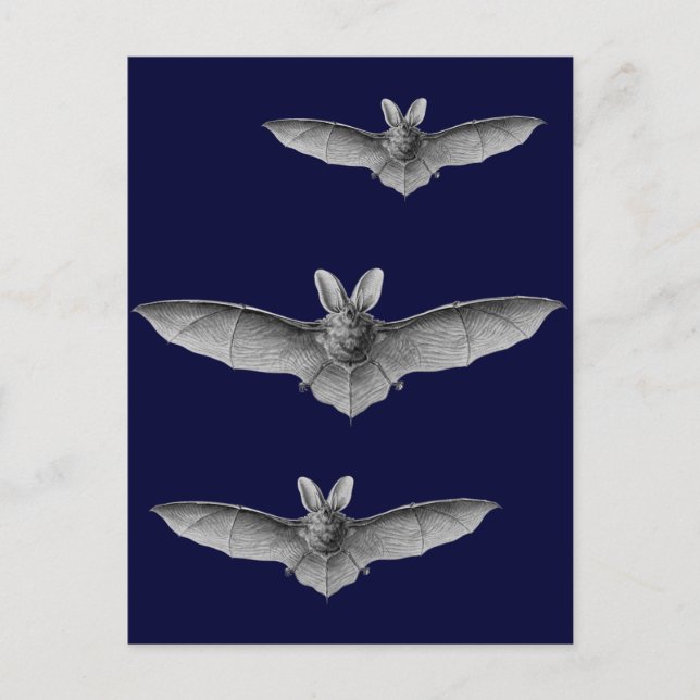 Carte Postale Haeckel Bat (Devant)