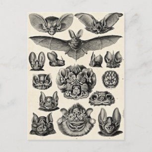 Carte Postale Haeckel Chiroptera