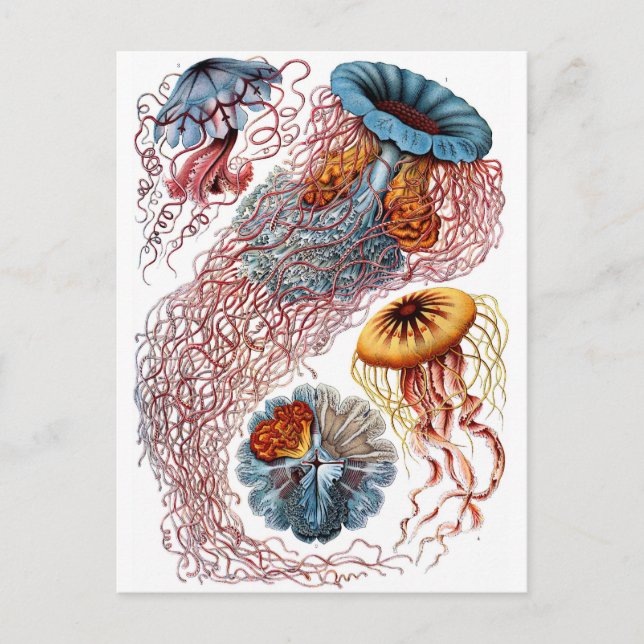 Carte Postale Haeckel Jellyfish (Devant)