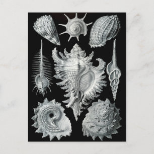 Carte Postale Haeckel Négatif