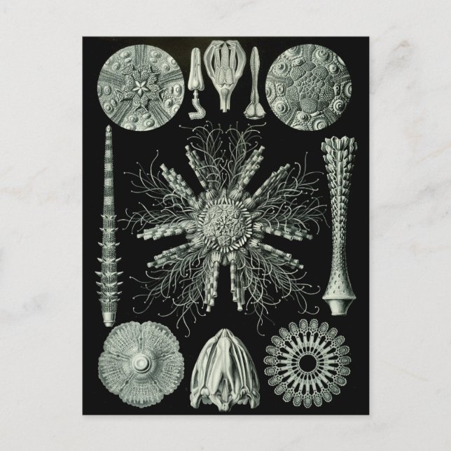 Carte Postale Haeckel Négatif (Devant)