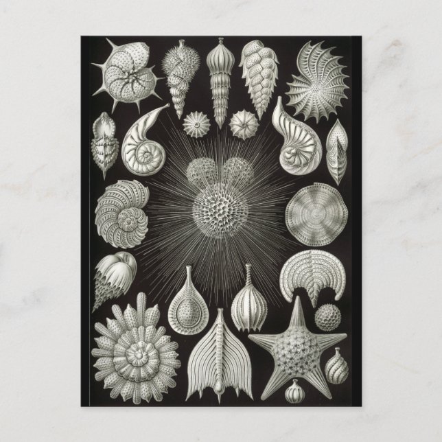 Carte Postale Haeckel Négatif (Devant)