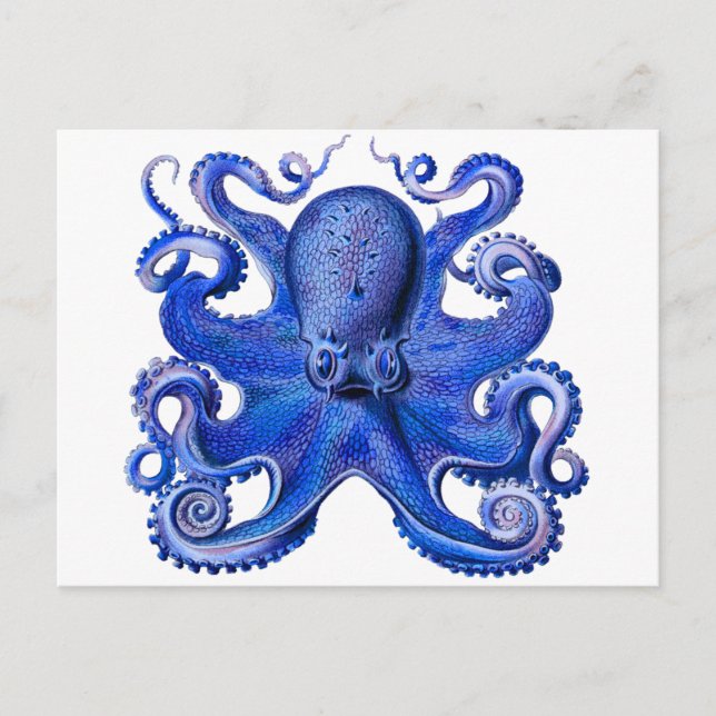 Carte Postale Haeckel Octopus Blue (Devant)