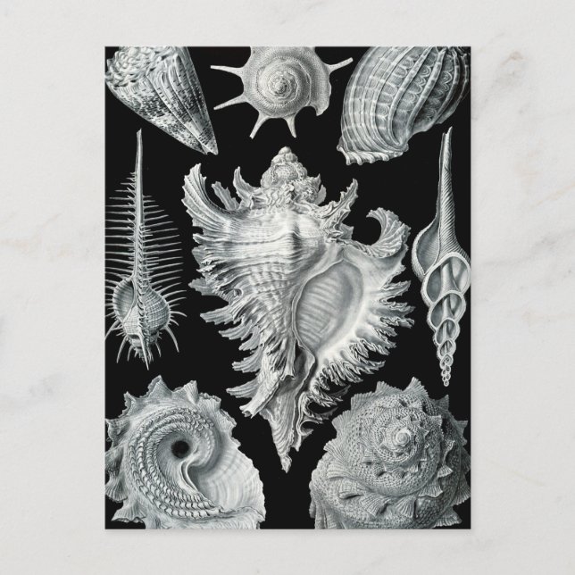 Carte Postale Haeckel Prosobranchia (Devant)