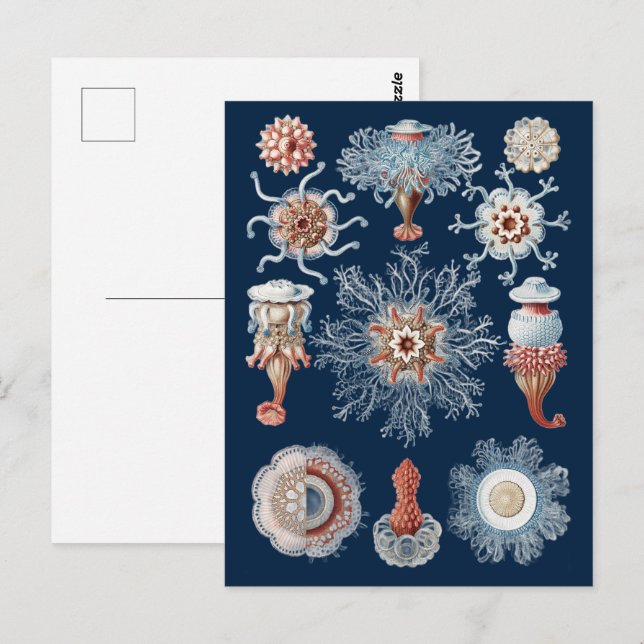 Carte Postale Haeckel Siphonophorae Art de la Nature Gravure Anc (Devant / Derrière)