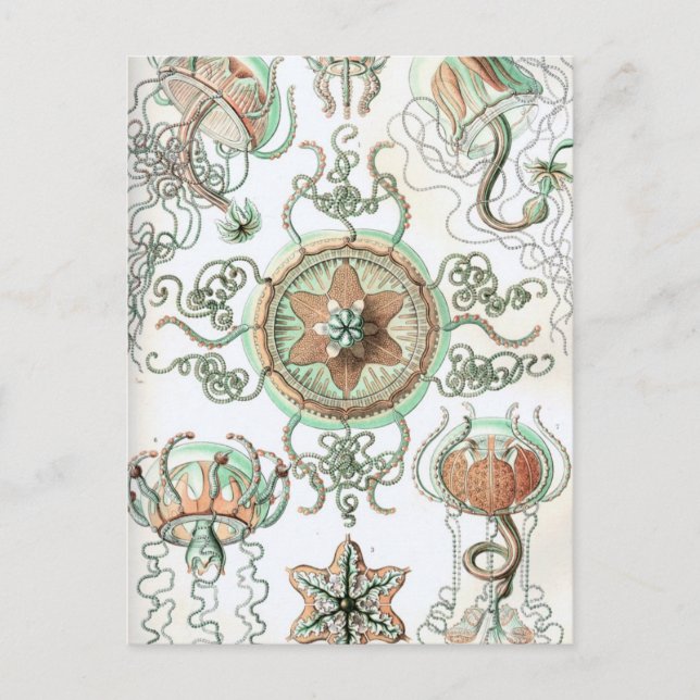 Carte Postale Haeckel Trachomedusae (Devant)