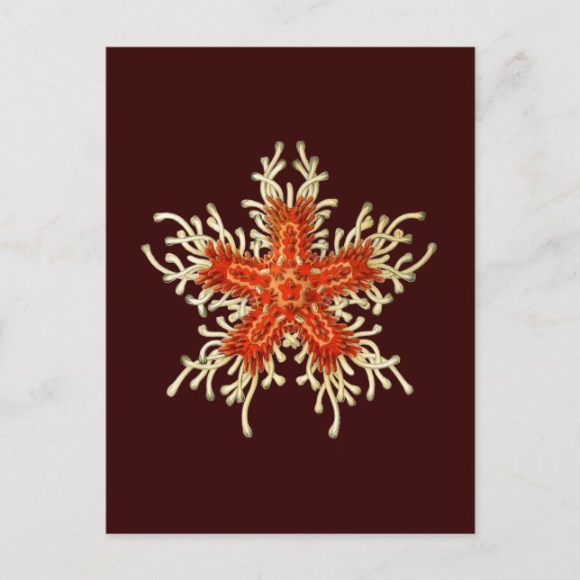 Carte Postale Haeckel Vintage personnalisable (Devant)