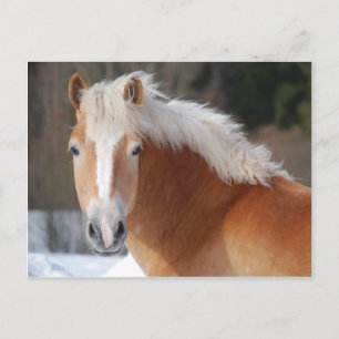 Carte Postale Haflinger 3