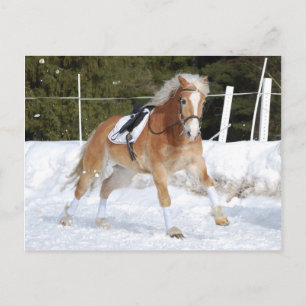 Carte Postale Haflinger 4