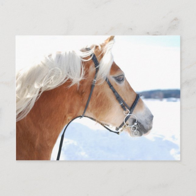 Carte Postale Haflinger 5 (Devant)