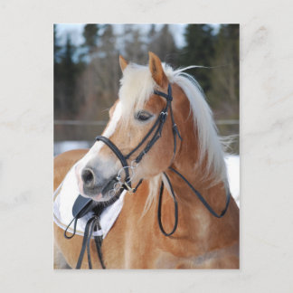Carte Postale Haflinger 6