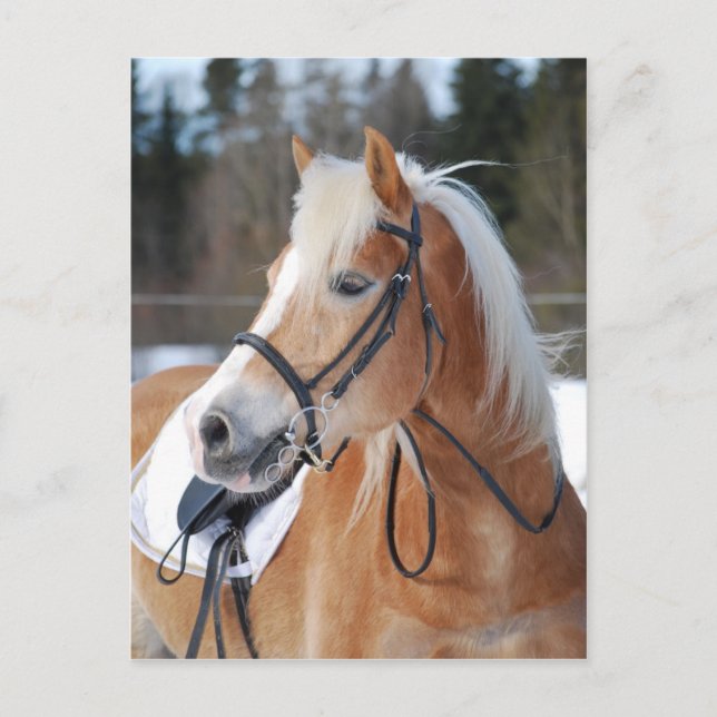 Carte Postale Haflinger 6 (Devant)