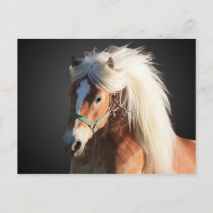 Carte Postale Haflinger Horse avec belle crinière