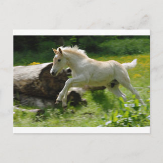 Carte Postale Haflinger Pony