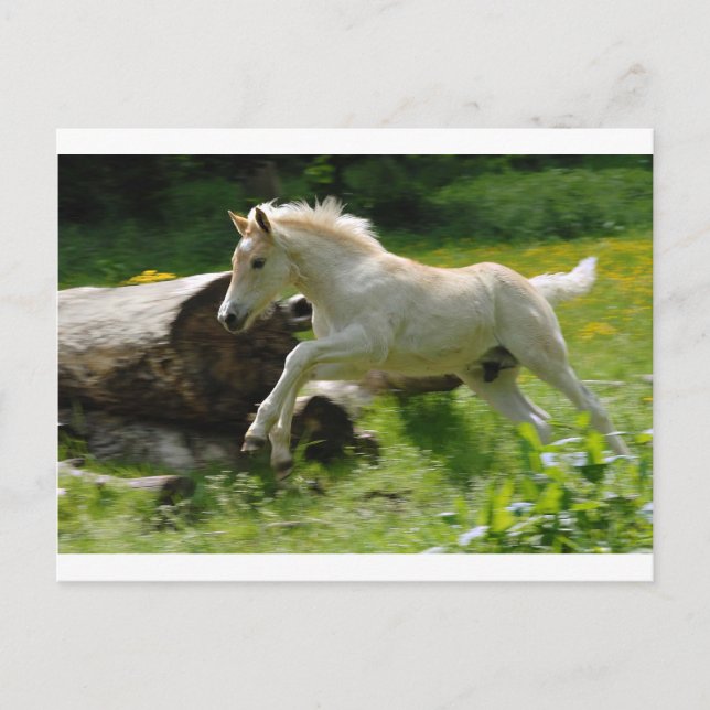 Carte Postale Haflinger Pony (Devant)