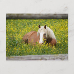 Carte Postale Haflinger Postcard
