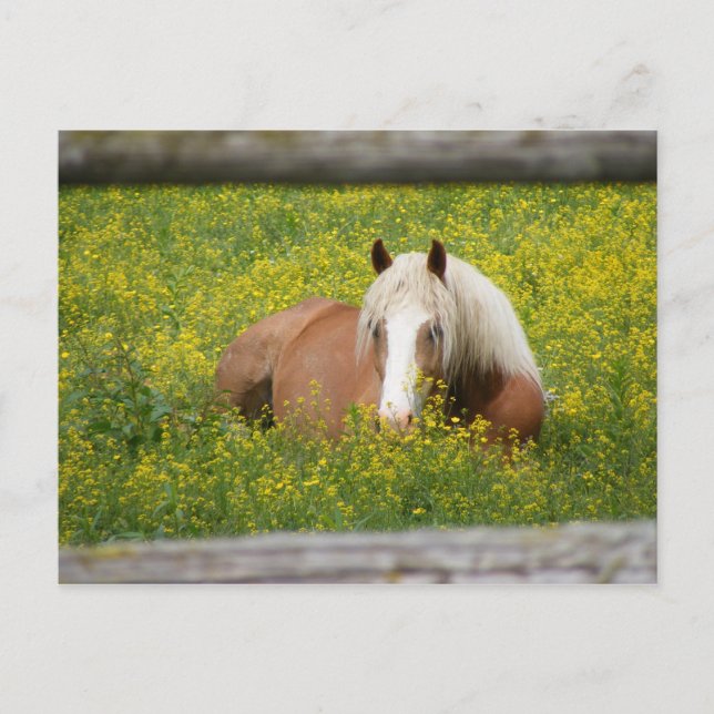 Carte Postale Haflinger Postcard (Devant)