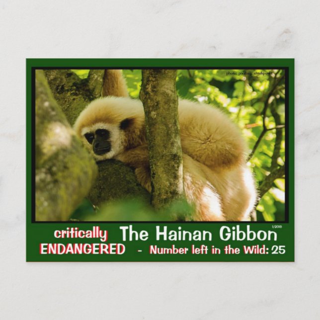 Carte Postale Hainan Gibbon est en danger : < 25 à gauche (Devant)