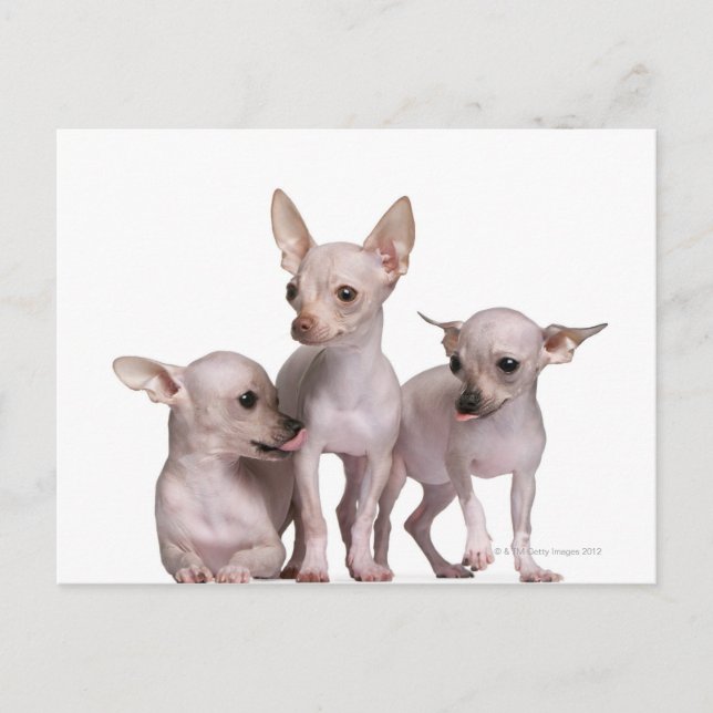 Carte Postale Hairless Chihuahua (5 and 7 months old) (Devant)