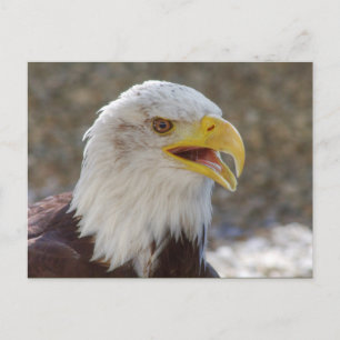 Carte Postale Haliaeetus leucocephalus