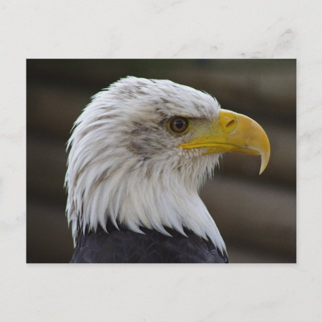 Carte Postale Haliaeetus leucocephalus (Devant)