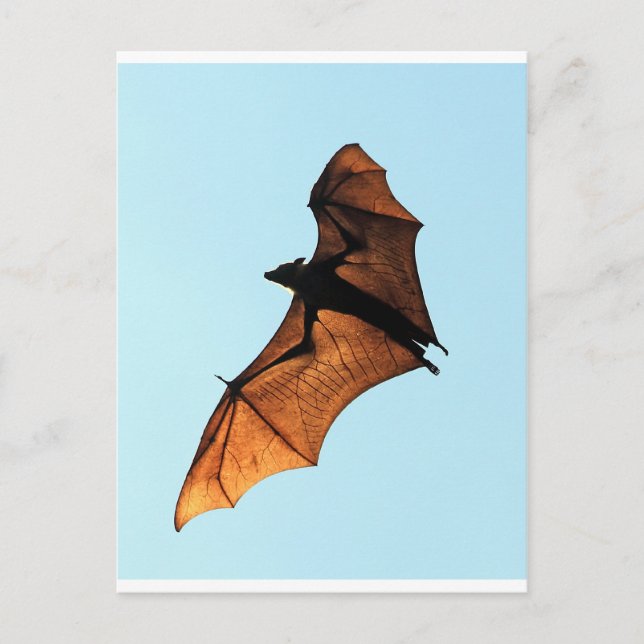 Carte Postale Halloween déplaisant renard volant (chauve-souris  (Devant)