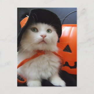 Carte Postale Halloween d'un chat