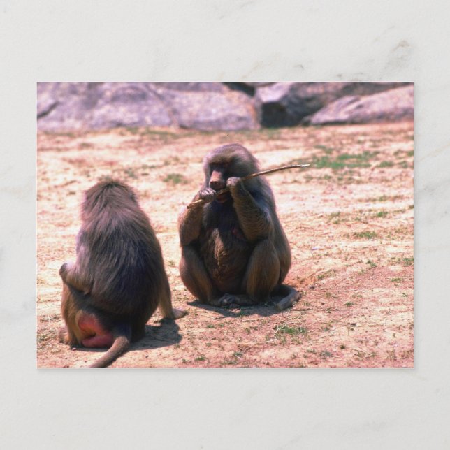 Carte Postale Hamadryas Baboons ronger l'écorce du bâton (Devant)