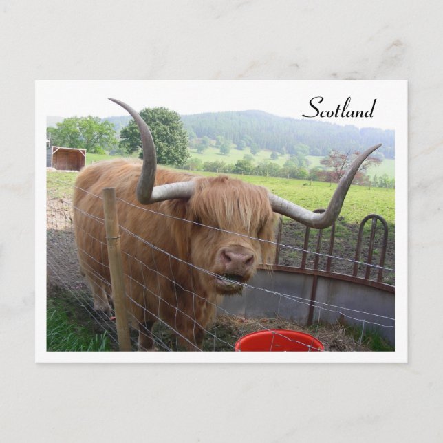 Carte Postale Hamish the Hairy Coo, Écosse (Devant)