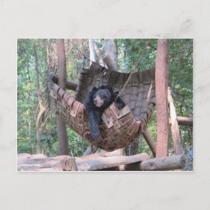 Carte Postale Hammock de l'ours endormi Parc Forestier Camping A